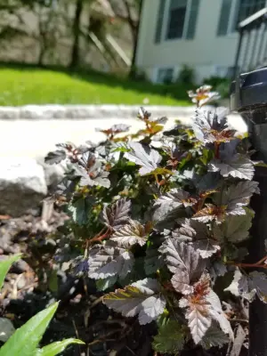 Front Stoop Gardens, LLC - Landscape Design in Albany, NY