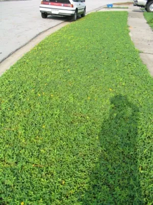 LanVilla Outdoor - Landscape Construction in Jacksonville, FL
