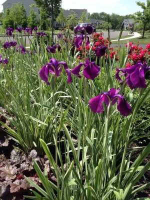 Chalfont Landscape — Landscape Design project by Christopher A. Zeek LandscapeDesign&Construction