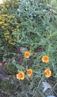 Green Roofs of Colorado - Roofing & Gutter Services in Boulder, CO