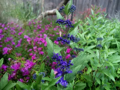 Low Maintenance Landscape Inc. - Landscape Construction in Lawrence, KS