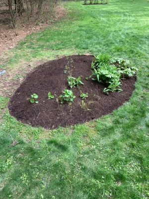 Maple Tree Landscape - Landscape Construction in Wayland, MA