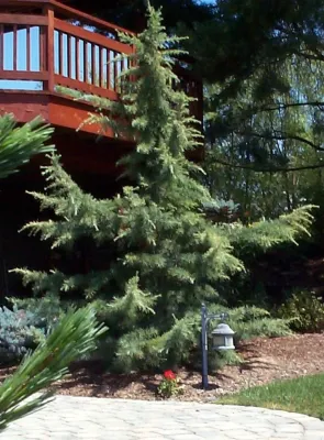 Ontario, OR Back yard — Landscape Design project by Chuck B Edwards Landscape Architecture & 3D in Ontario