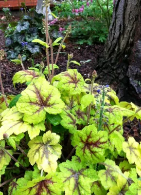 Lakewood II — Landscape Design project by Chuck B Edwards Landscape Architecture & 3D in Boise