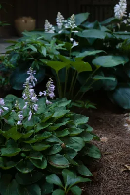 English country garden — Landscape Design project by City Garden Company