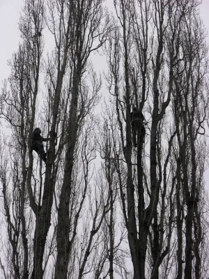 Johnson's Tree & Garden Service - Landscape Construction in Corte Madera, CA
