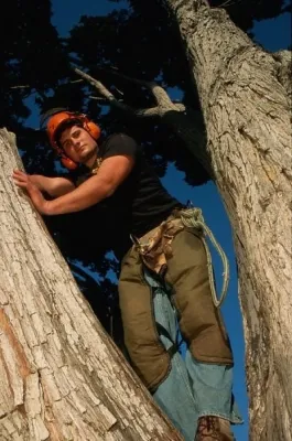 Certified Arborists - Tree Care — Landscape Construction project by Johnson's Tree & Garden Service