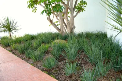 Cleator Landscape Design - Landscape Construction in San Diego, CA
