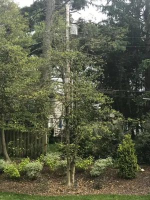 Clipper Tree & Landscape - Garden Remodeling in Saint Louis, MO