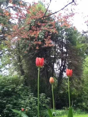 Coffee Grounds Garden Design - Landscape Design in Lake Forest Park, WA