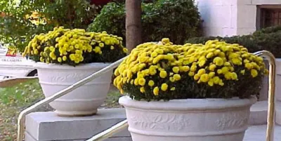 Gallery — Landscape Construction project by Plant Professor