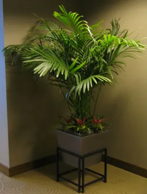 Plant Professor - Landscape Construction in Saint Louis, MO