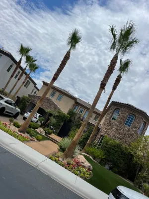 Yearly palm tree service in the palm trees. — Landscape Construction project by Mojave Land Maintenance in Las Vegas
