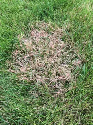 Realgreen Lawn Care - Landscape Construction in Meredith, NH