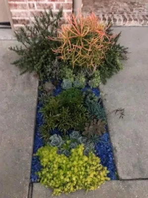 Succulent Garden — Landscape Construction project by Reeves Land Services LLC in Metairie