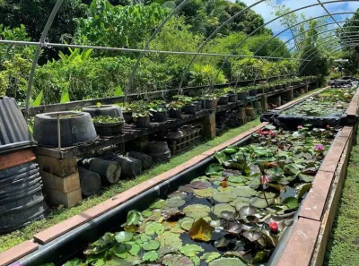 Scope of Landscape work — Landscape Construction project by Mulkern Landscaping & Nursery in Honolulu