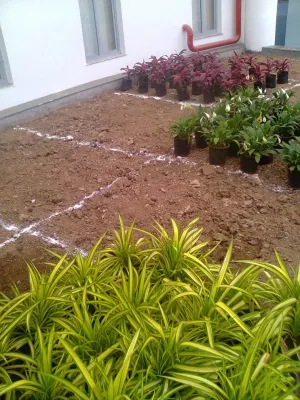National Institute of Abiotic Stress Management, Baramati — Landscape Construction project by Nature In MIniature
