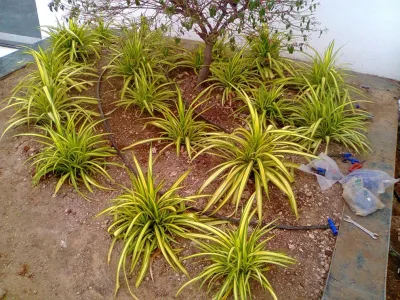 Nature in MIniature - Landscape Construction in 