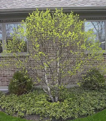 Rogers Nursery INC - Landscape Construction in Lake Bluff, IL