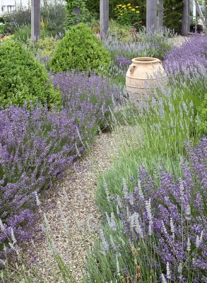 Contemporary Vineyard by Craig Bergmann Landscape Design