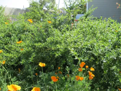 Creations Landscape Designs - Deck Building & Repair in Tustin, CA