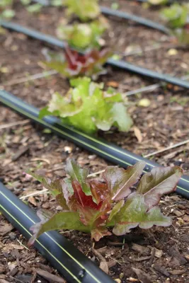 VA Residential Edible Garden by Rooftop Roots