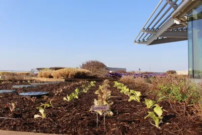 Jones Day Law Firm - Commercial Garden — Landscape Construction project by Rooftop Roots