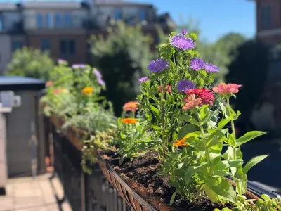 MD Residential Native/Edible Container Patio Garden — Landscape Construction project by Rooftop Roots