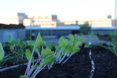 Best Bees - Commercial Rooftop Gardens — Landscape Construction project by Rooftop Roots