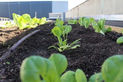 Rooftop Roots - Landscape Construction in Dc, 