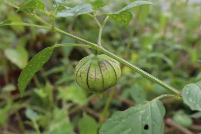 Langdon DC Community Garden — Landscape Construction project by Rooftop Roots