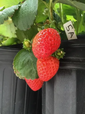 The Station Community Garden — Landscape Construction project by Rooftop Roots