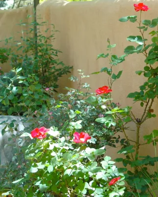Allendale Garden — Landscape Construction project by Sunsilk Landscaping