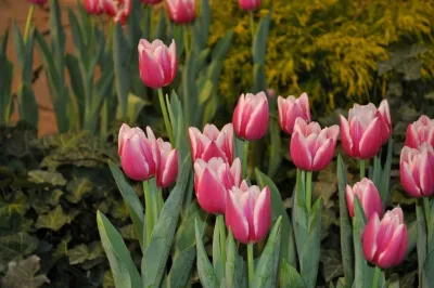 Cross Points Landscaping - Garden Remodeling in Indianapolis, IN