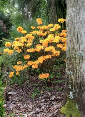 The Quaglino Landscape Company - Landscape Construction in Covington, LA
