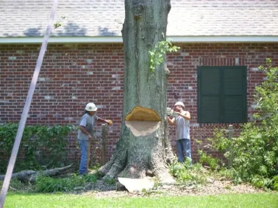 Tree Man Inc. - Landscape Construction in New Orleans, LA