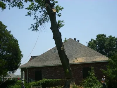 Tree Man Inc. - Landscape Construction in New Orleans, LA
