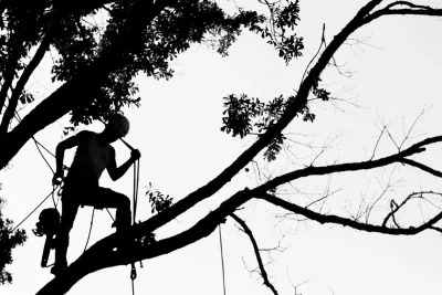 Tree Man Inc. - Landscape Construction in New Orleans, LA