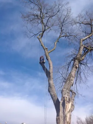 Tree Cutting — Landscape Design project by Cut Right Landscape And Tree