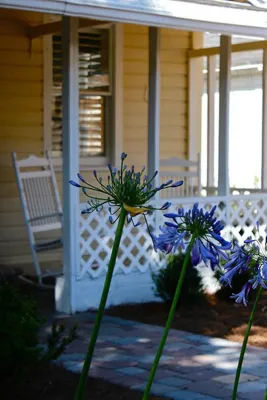 Landscape Design Gallery — Landscape Design project by Cynthia Burns Landscape Design in Jacksonville