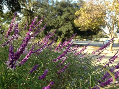 Dan Beck Design - Outdoor Lighting Installation in Claremont, CA