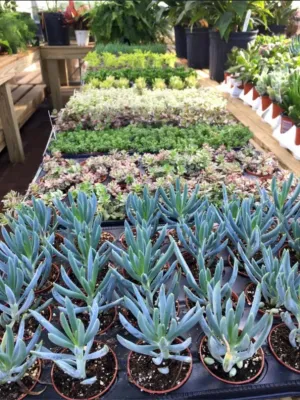 Warren Family Garden Center - Landscape Construction in Birmingham, AL