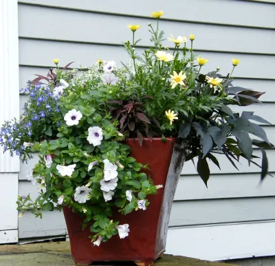 Container Gardens — Landscape Design project by Angela Rose Gardens LLC