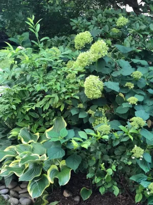 Barbara Balman Landscape Design - Landscape Design in Washington, 