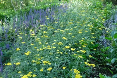 Barbara Balman Landscape Design - Landscape Design in Washington, 