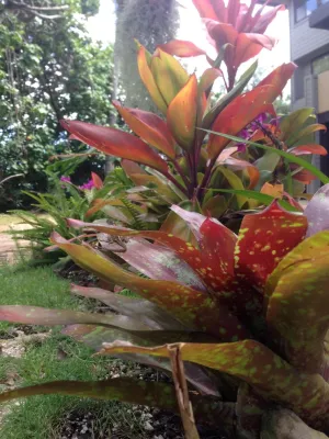 BEvolved Consulting - Landscape Design in Honolulu, HI