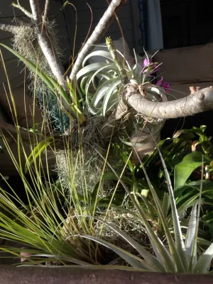 BEvolved Consulting - Landscape Design in Honolulu, HI