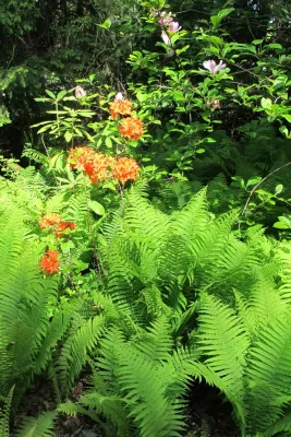 Bayside Property on the south shore of Centre Island NY. — Landscape Design project by David R. Lamb, Landscape Architect