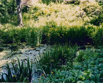 Woodland — Landscape Design project by David R. Lamb, Landscape Architect