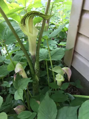 ReWild Native Gardens, LLC - Garden Remodeling in Bloomington, IL